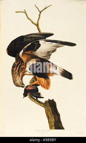 Buteo lagopus Buse pattue rough Banque D'Images