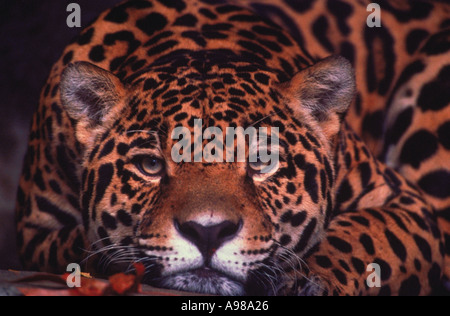 Portrait d'un Jaguar Panthera onca couché Banque D'Images