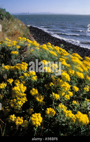 La Californie, San Francisco Bay, Brooks Island Regional Park Banque D'Images