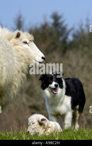 Chien de berger au travail durant la saison d'agnelage nr Mortehoe, Devon Banque D'Images