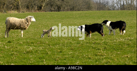 Chiens de berger au travail durant la saison d'agnelage nr Mortehoe, Devon Banque D'Images