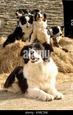 Le portrait de brume le chien de berger au travail durant la saison d'agnelage sur célèbre anglais David Shepherd's Farm, Kennard mortehoe, Devon Banque D'Images