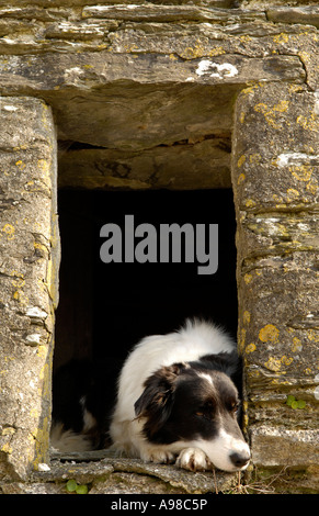 Le portrait de couchage Chien de berger au travail pendant la saison d'agnelage sur célèbre anglais David Shepherd's Farm, Kennard mortehoe, Devon Banque D'Images