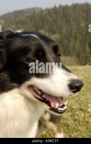 Le portrait de chien de berger au travail durant la saison d'agnelage sur célèbre anglais David Shepherd's Farm, Kennard mortehoe, Devon Banque D'Images