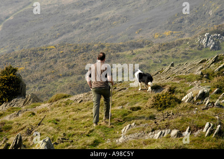 Célèbre english shepherd David Kennard au travail l'arrondissement mouton avec ses chiens sur un sol rocailleux près,Mortehoe woolacombe, Devon, UK Banque D'Images