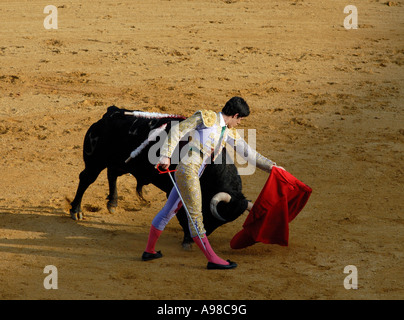 Corrida à Séville Banque D'Images