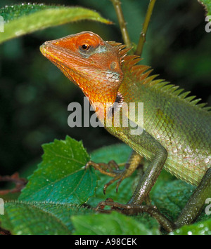 Calotes calotes dragon lizard Banque D'Images