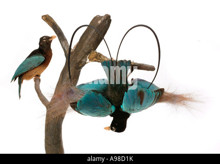 Paradisaea rudolphi Blue Bird of Paradise Banque D'Images