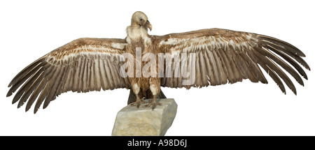 Gyps fulvus vautour fauve eurasien Banque D'Images