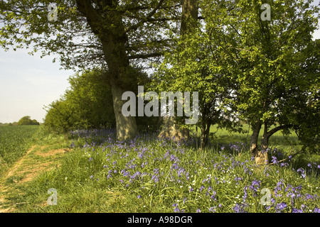 Une haie au printemps montrant un tapis de jacinthes des bois (Hyacinthoides non scriptus) Banque D'Images