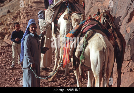 Homme bédouin avec des chameaux vantant pour les entreprises sur le chemin de la montagne de Sinaï près de St Catherine s'egypte Monastère Banque D'Images