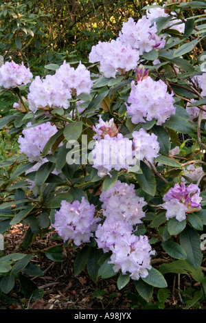 Rhododendron Susan 3 Mai Banque D'Images