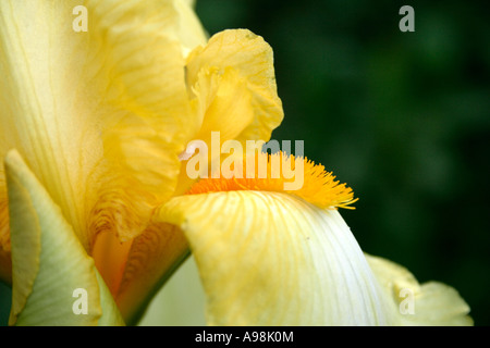 Tall bearded Iris Primevère pâle en mai Banque D'Images