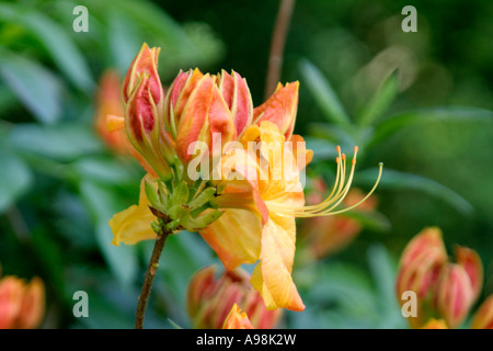 Rhododendron Klondike au début de mai Banque D'Images