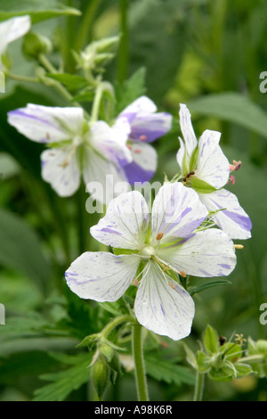 Geranium pratense striatum aka Splish Splash Banque D'Images