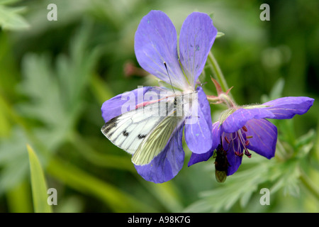 Geranium Johnsons bleu avec blanc veiné vert papillon Pieris napi Banque D'Images