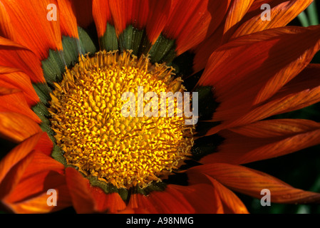 Gerbera Gaillardia, Gailardia, daisy africains, Gerbera jamesonii - Asteraceae, composées de pétales de corolle close up Banque D'Images