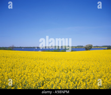 Un champ de colza à côté du fjord de la mer Baltique Schlei dans Schleswig Holstein dans le Nord de l'Allemagne Banque D'Images