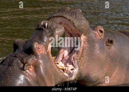 Close-up d'hippopotames jouant dans l'eau à Bedfordshire, Angleterre, RU Banque D'Images