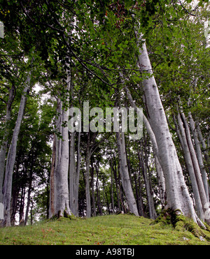 Low angle view de hêtres dans la forêt de l'Écosse, Royaume-Uni Banque D'Images