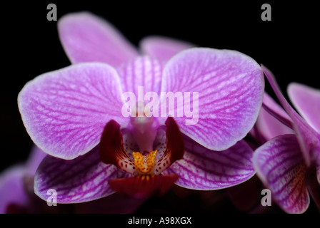Close up of purple orchid flower Banque D'Images