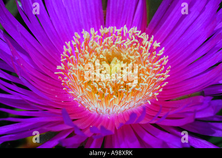 Fleur de Carpobrotus acinaciformis Banque D'Images