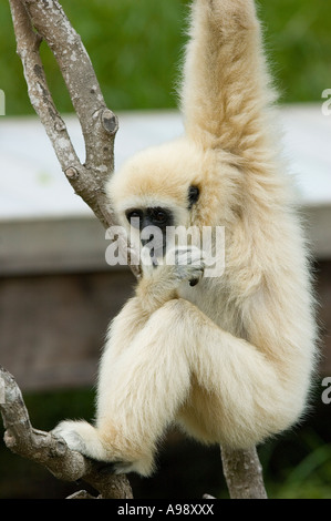 Les mains blanches en captivité gibbon (Hylobates lar) Banque D'Images