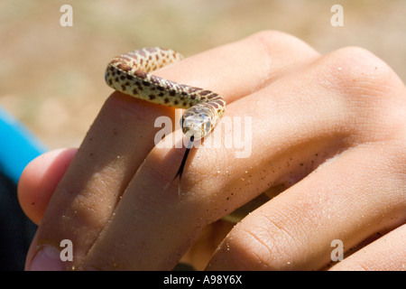 Boy est titulaire d'une petite couleuvre à nez mince (Pituophis catenifer) sur l'île Santa Cruz, Californie Banque D'Images