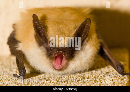 Un petit Bat brun ou un petit Myotis brun (Myotis lucifugus) dans le parc national de la Vallée de la mort, en Californie Banque D'Images