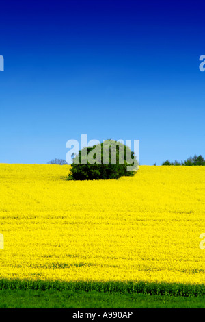 Un buisson vert solitaire se dresse dans un vaste champ de colza jaune sous un ciel bleu profond, créant un paysage agricole minimaliste frappant Banque D'Images
