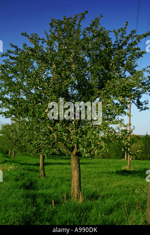 Les jeunes pommiers fleurissent dans le verger de printemps, affichant des fleurs blanches fraîches sur l'herbe verte vibrante et le ciel bleu profond Banque D'Images