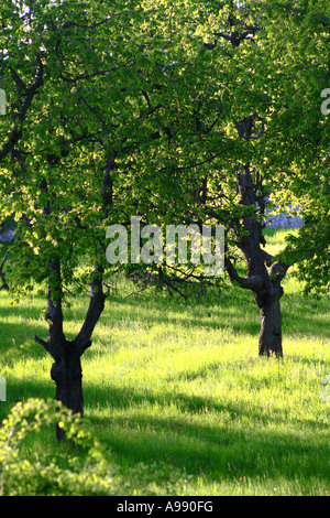 D'anciens arbres fruitiers projettent des ombres sur les prairies printanières ensoleillées, avec des troncs noueux et une canopée verte fraîche Banque D'Images