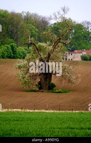 Un arbre solitaire avec des branches tentaculaires au milieu d'un champ labouré, bordé par une herbe verte luxuriante et une forêt dense en arrière-plan. Banque D'Images