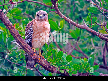 Red-shouldered hawk perché sur une branche en marécage tire-bouchon préserver dans Florida USA Banque D'Images