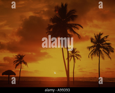 Palmiers au coucher du soleil sur Caribbean resort Banque D'Images