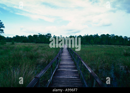 Plus de Boardwalk marsh National Audubon Society Corkscrew Swamp Sanctuary Naples FL USA Banque D'Images