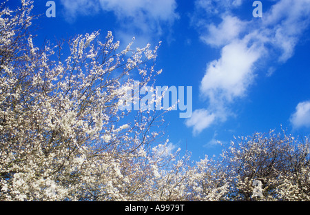 Roulement Branches profusion de fleurs blanches précédant les feuilles de prunellier ou Prunus spinosa avec ciel bleu et nuages balayés par Banque D'Images