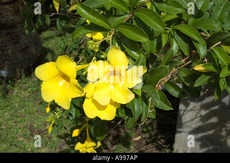 Grandes fleurs jaune vif de l'Allamanda arbuste, jardins botaniques de Romney Manor, St Kitts Banque D'Images