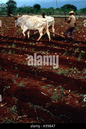 L'équipe d'agriculteurs et de boeufs labourer une parcelle de 70 acres en préparation pour planter du maïs au sud de l'Australie Cuba Banque D'Images