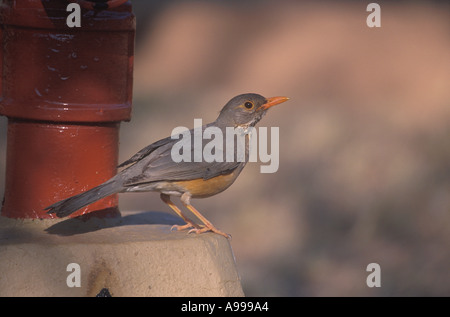 Kurrichane Thrush Turdus libonyana l'Afrique du Sud Banque D'Images