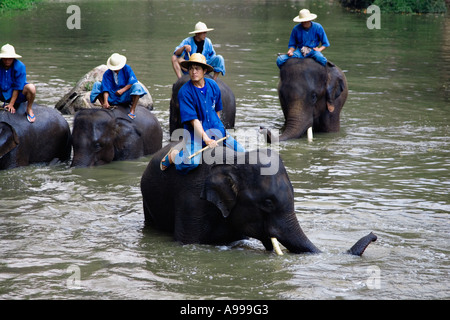 Les formateurs de l'éléphant appelé mahouts quitter la rivière après le bain leurs éléphants à la Thai Elephant Conservation Centre situé à Banque D'Images