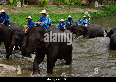 Les formateurs de l'éléphant appelé mahouts quitter la rivière après le bain leurs éléphants à la Thai Elephant Conservation Center. Banque D'Images