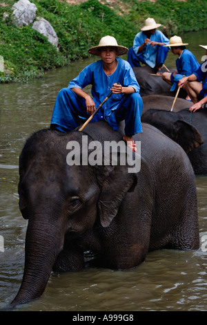 Les formateurs de l'éléphant appelé mahouts quitter la rivière après le bain leurs éléphants à la Thai Elephant Conservation Center. Banque D'Images