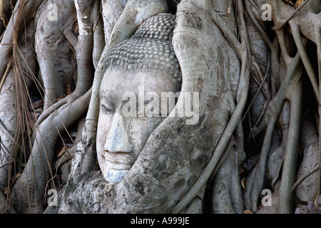 Tête de Bouddha ou Rupa intégrés dans les racines d'un arbre au Wat Mahathat situé dans le centre-ville de Sukhothai. Banque D'Images