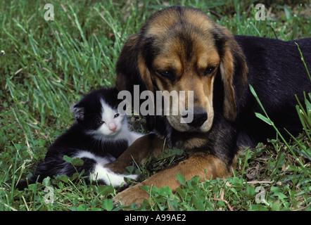 Amis des animaux : Sleepy chien beagle se reposant dans l'herbe avec petit chaton noir et blanc USA Midwest Banque D'Images