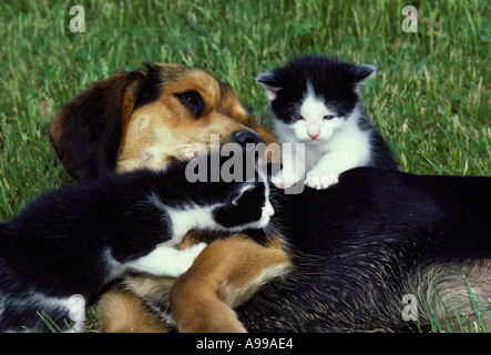 Chien Beagle couché dans l'herbe profitant de deux chatons noirs et blancs de monter sur elle, Missouri USA Banque D'Images