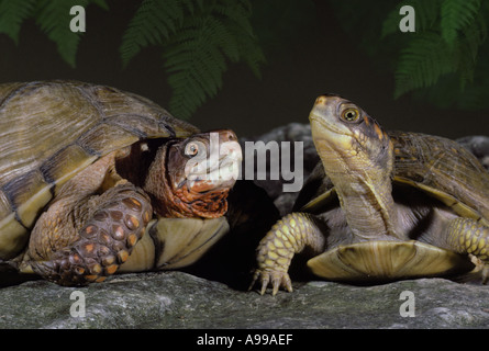 Trois mâles et femelles tortues-boîtes fermées (Terrapene carolina triunguis) ensemble, vue avant, Missouri USA Banque D'Images