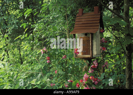 Printemps de la série : un pays birdhouse ou birdbox dans jardin ombragé avec toit en tôle, cheminée et véranda avec la floraison des fleurs roses, USA Banque D'Images