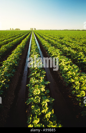 La croissance de l'Agriculture - Milieu de champ de coton avec l'eau d'irrigation qui s'écoule dans les sillons / Vallée de San Joaquin, en Californie, USA. Banque D'Images