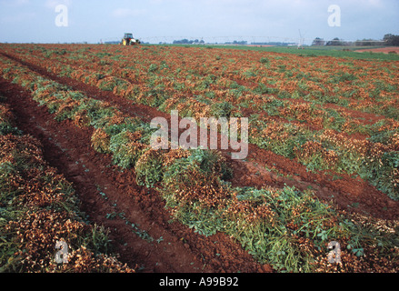 Agriculture - Arachides déterrés et remis pour le séchage en préparation pour la récolte / New York, USA. Banque D'Images